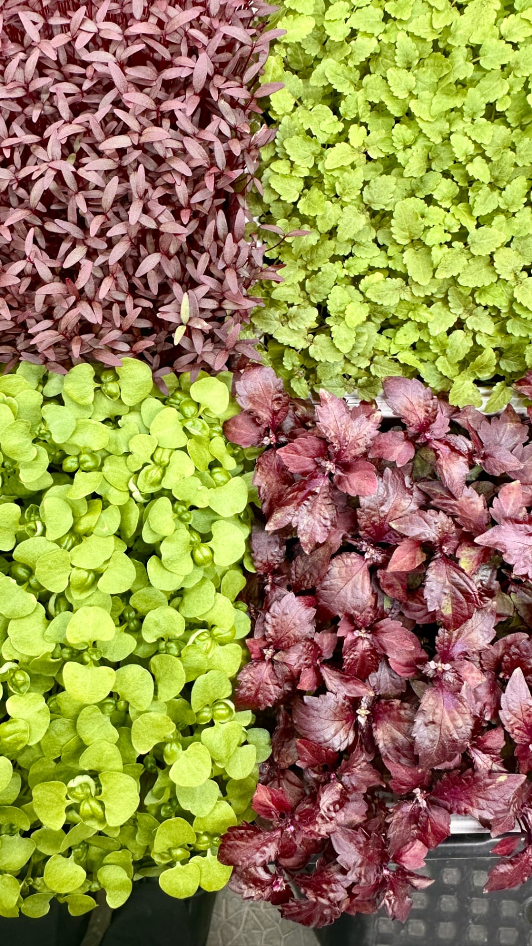 En haut à gauche : amarante rouge ; en haut à droite : mélisse citronnée ; en bas à gauche : basilic vert ; en bas à droite : shiso pourpre.