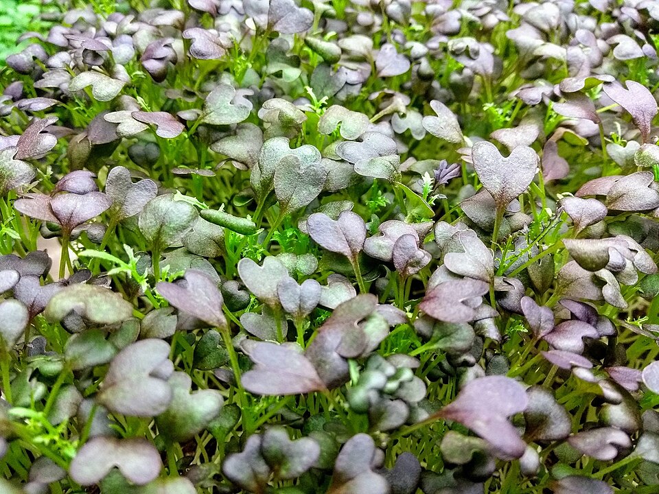 Micro-pousses de mizuna au feuillage pourpre — photographie d’illustration