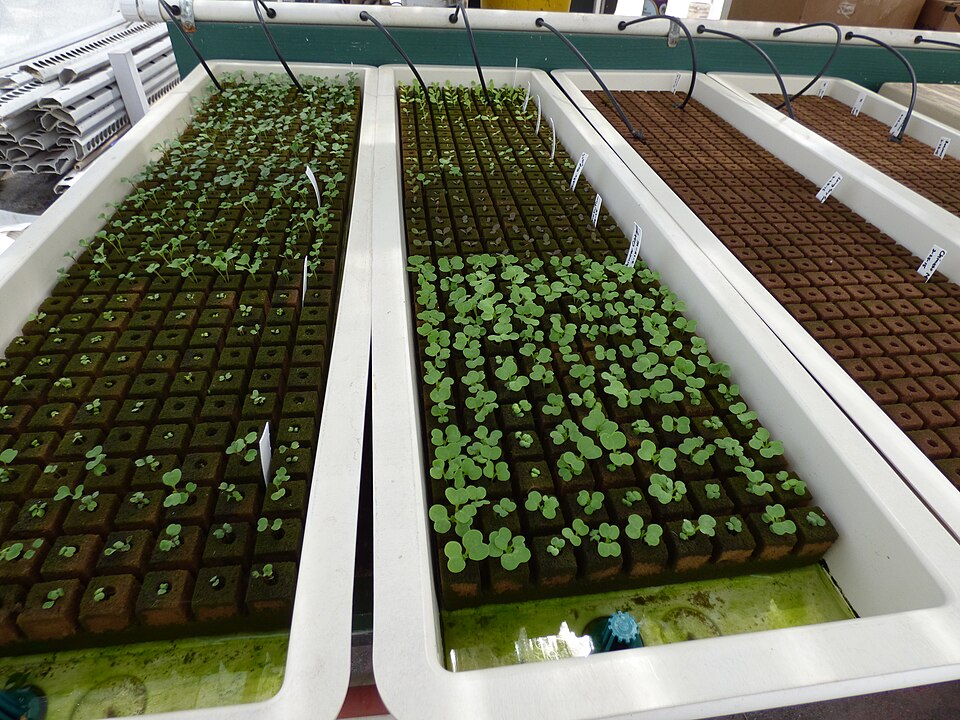 Jeunes plants de pak choï en culture — cultivar rouge non attesté sur cette photo