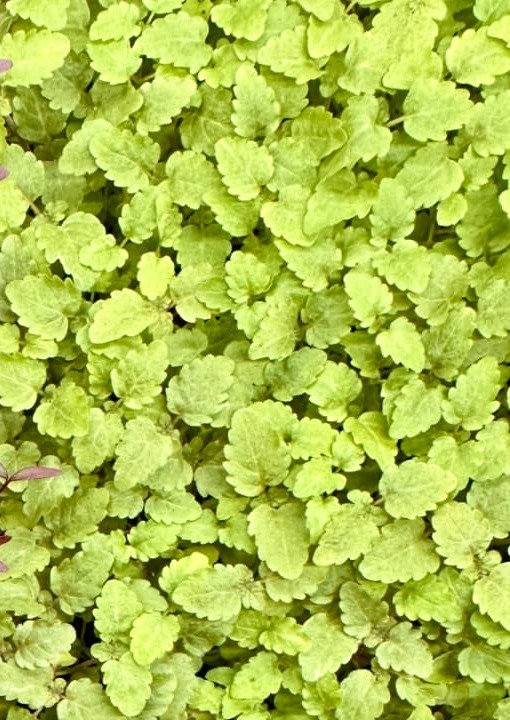 Mélisse citronnée — détail de la mosaïque de l’atelier
