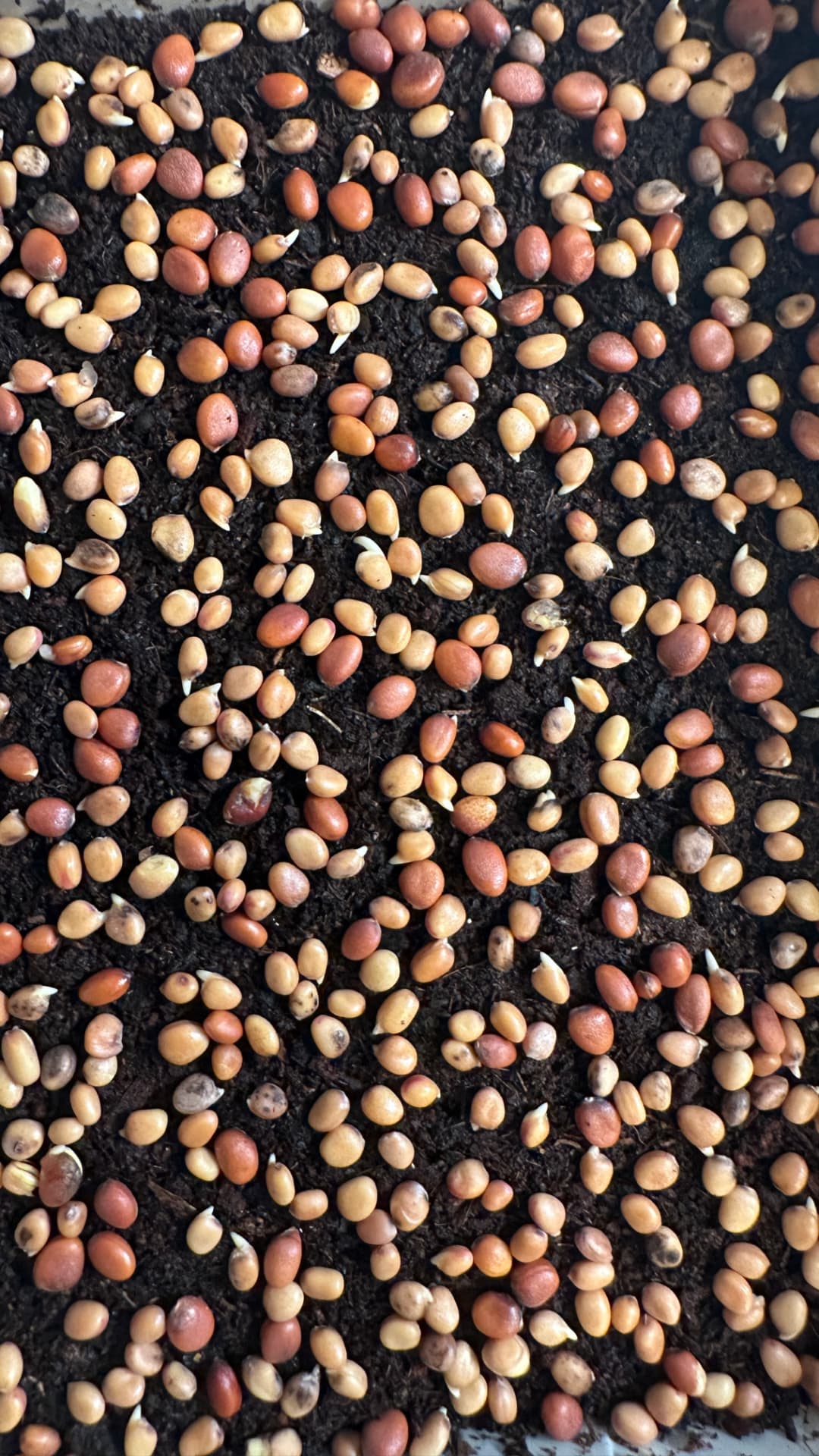 Graines en germination sur terreau