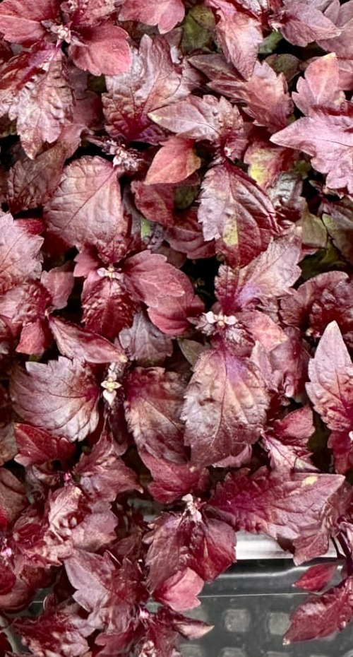 Shiso pourpre — détail de la mosaïque de l’atelier