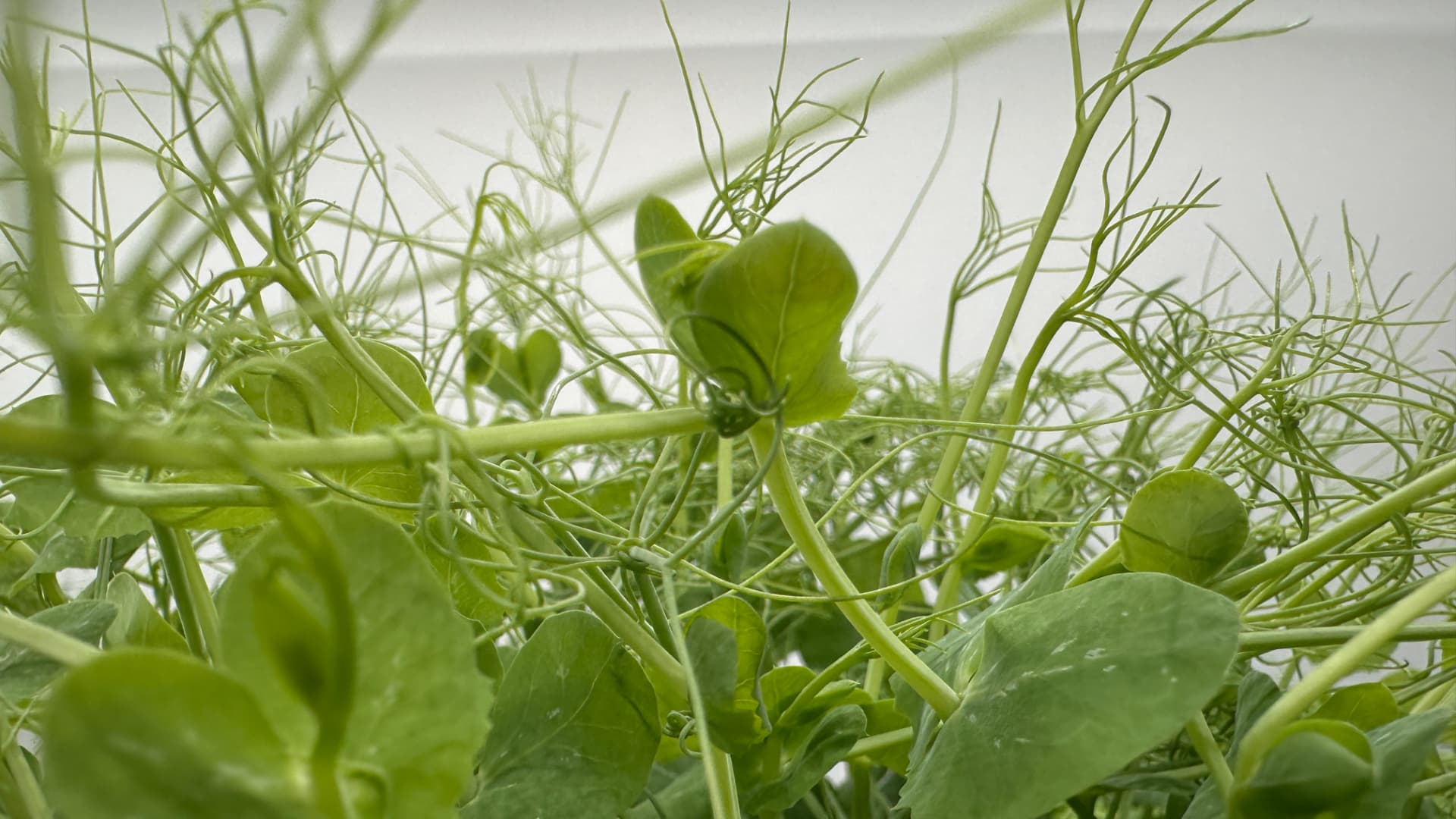 Gros plan sur les feuilles et vrilles de pois gourmands