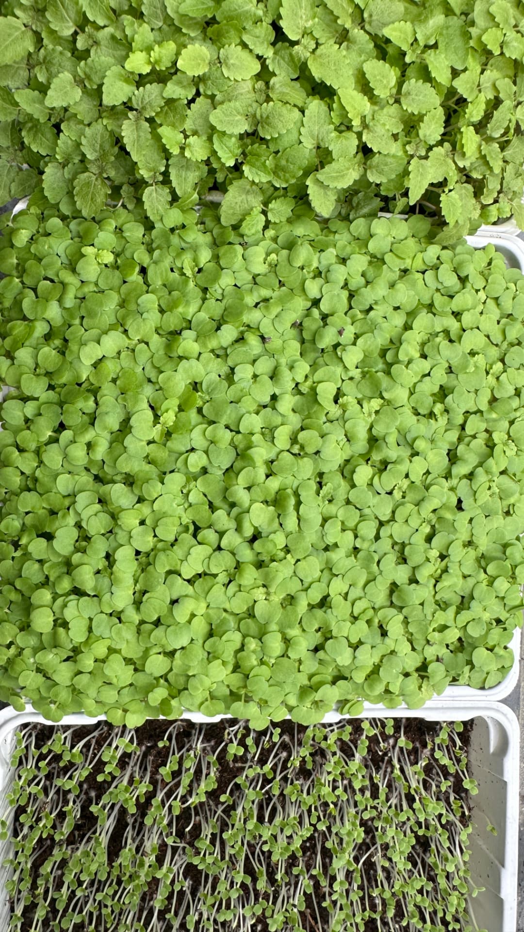 Feuillage dense dans les barquettes de l’atelier