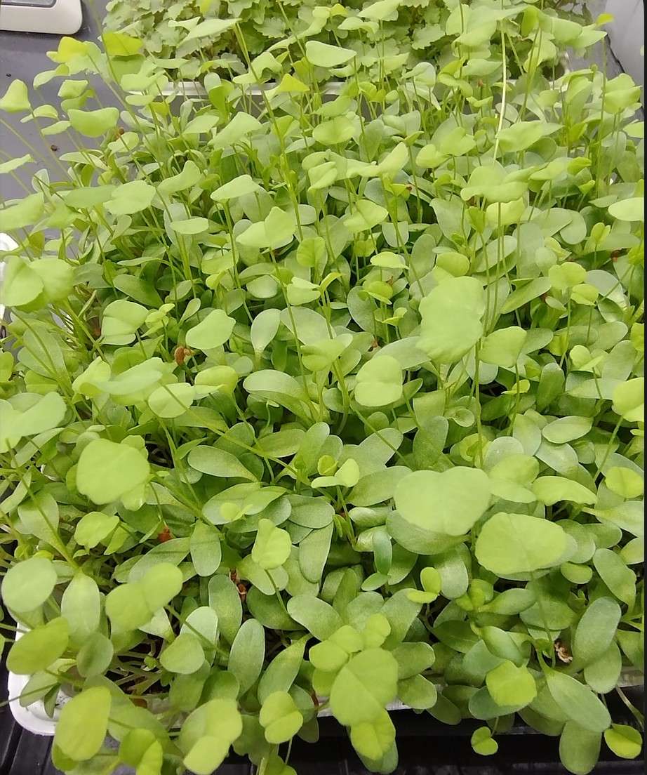 Alfalfa