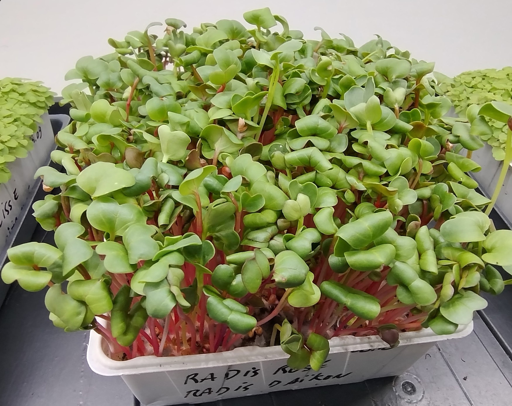 Mix Radis rose et Radis Daikon