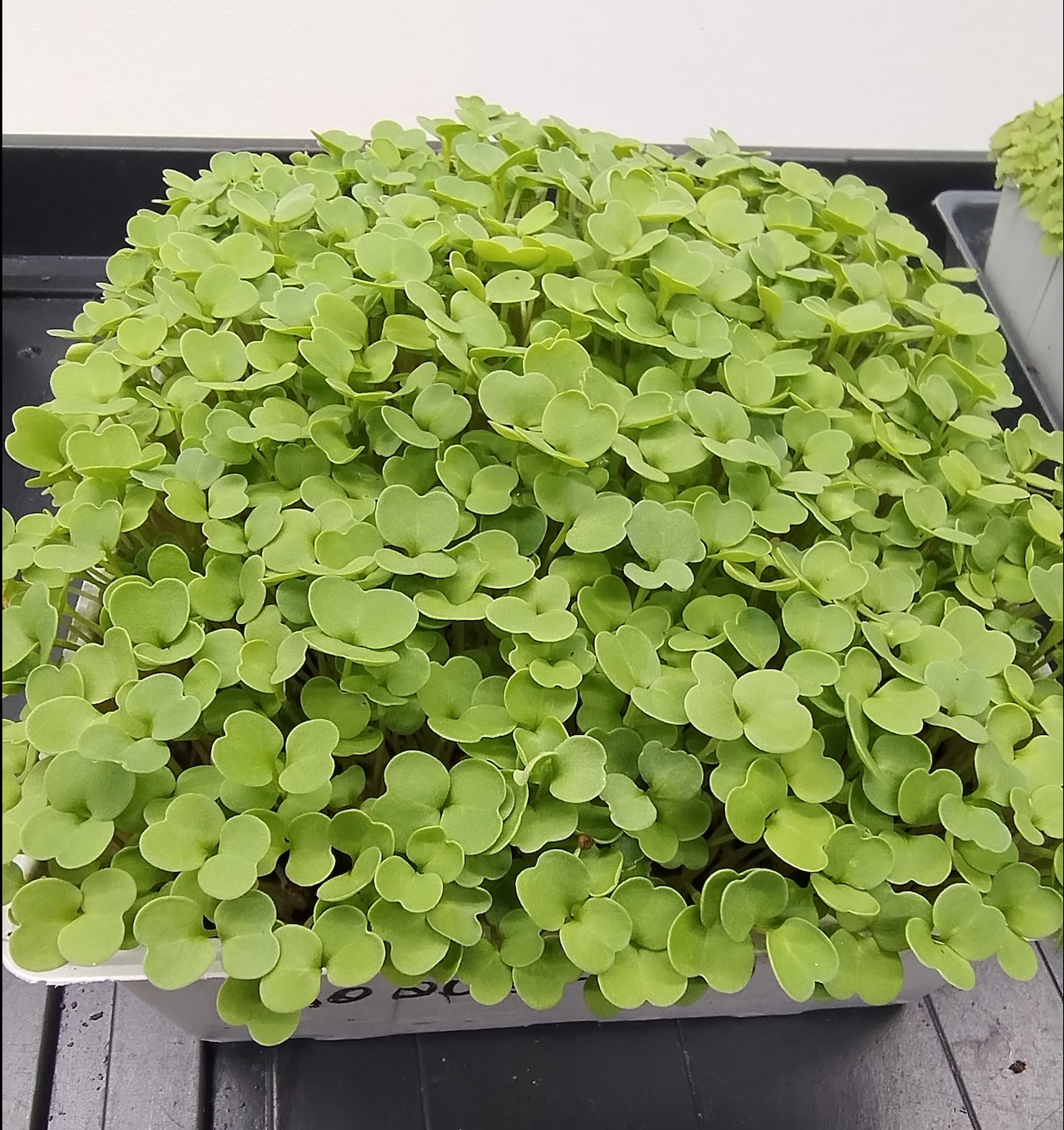 Roquette